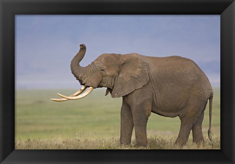 Framed Side profile of an African elephant standing in a field, Ngorongoro Crater, Arusha Region, Tanzania (Loxodonta africana) Print