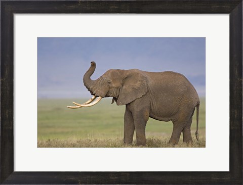 Framed Side profile of an African elephant standing in a field, Ngorongoro Crater, Arusha Region, Tanzania (Loxodonta africana) Print