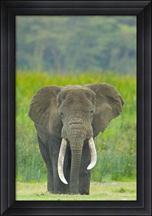 Framed Close-up of an African elephant in a field, Ngorongoro Crater, Arusha Region, Tanzania (Loxodonta Africana) Print