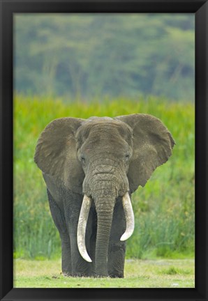 Framed Close-up of an African elephant in a field, Ngorongoro Crater, Arusha Region, Tanzania (Loxodonta Africana) Print