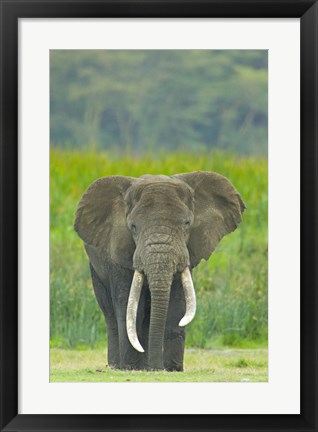 Framed Close-up of an African elephant in a field, Ngorongoro Crater, Arusha Region, Tanzania (Loxodonta Africana) Print