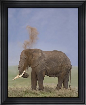 Framed African Elephant, Ngorongoro Crater, Arusha Region, Tanzania Print