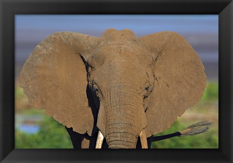 Framed Close-up of an African elephant, Lake Manyara, Arusha Region, Tanzania (Loxodonta Africana) Print