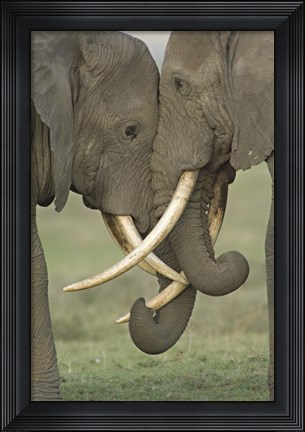 Framed Two African elephants, Arusha Region, Tanzania Print