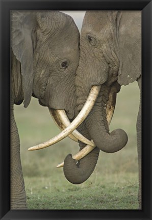 Framed Two African elephants, Arusha Region, Tanzania Print