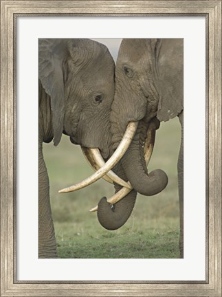 Framed Two African elephants, Arusha Region, Tanzania Print