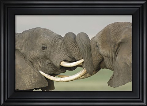 Framed Two African elephants fighting in a field, Ngorongoro Crater,Tanzania Print