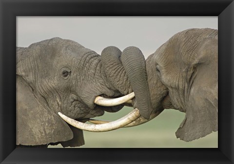 Framed Two African elephants fighting in a field, Ngorongoro Crater,Tanzania Print