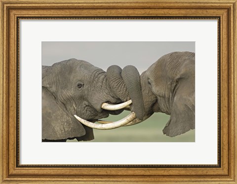 Framed Two African elephants fighting in a field, Ngorongoro Crater,Tanzania Print