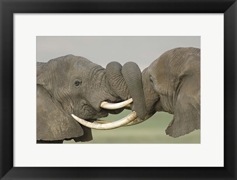 Framed Two African elephants fighting in a field, Ngorongoro Crater,Tanzania Print