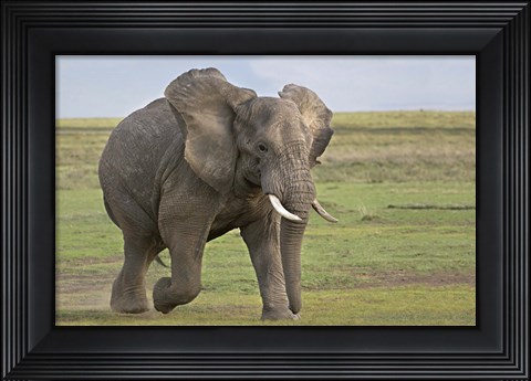 Framed African elephant (Loxodonta Africana) running in a field, Ngorongoro Crater, Arusha Region, Tanzania Print