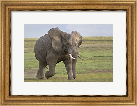 Framed African elephant (Loxodonta Africana) running in a field, Ngorongoro Crater, Arusha Region, Tanzania Print
