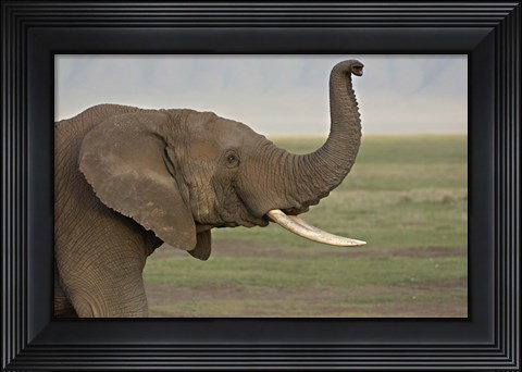 Framed Close-up of an African elephant, Ngorongoro Crater, Arusha Region, Tanzania (Loxodonta Africana) Print