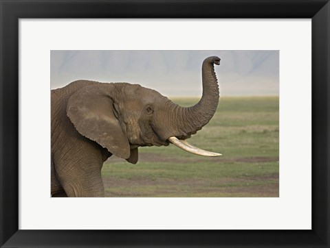 Framed Close-up of an African elephant, Ngorongoro Crater, Arusha Region, Tanzania (Loxodonta Africana) Print