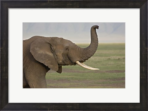 Framed Close-up of an African elephant, Ngorongoro Crater, Arusha Region, Tanzania (Loxodonta Africana) Print