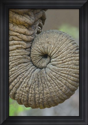 Framed Close-up of an African elephant's trunk, Ngorongoro Crater, Arusha Region, Tanzania (Loxodonta Africana) Print