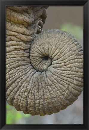 Framed Close-up of an African elephant&#39;s trunk, Ngorongoro Crater, Arusha Region, Tanzania (Loxodonta Africana) Print