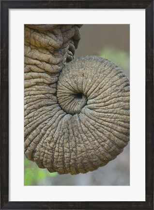 Framed Close-up of an African elephant&#39;s trunk, Ngorongoro Crater, Arusha Region, Tanzania (Loxodonta Africana) Print