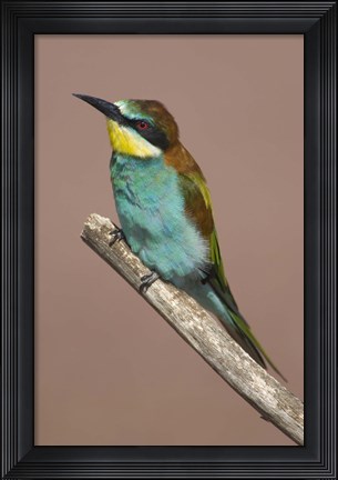 Framed Close-up of an European bee-eater perching on a branch, Lake Manyara, Arusha Region, Tanzania (Merops apiaster) Print