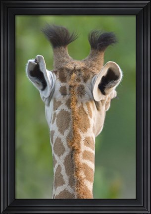 Framed Close-up of a Masai giraffe, Lake Manyara, Arusha Region, Tanzania (Giraffa camelopardalis tippelskirchi) Print
