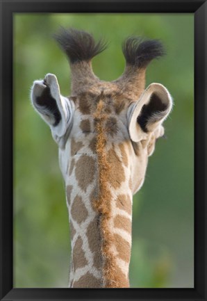Framed Close-up of a Masai giraffe, Lake Manyara, Arusha Region, Tanzania (Giraffa camelopardalis tippelskirchi) Print