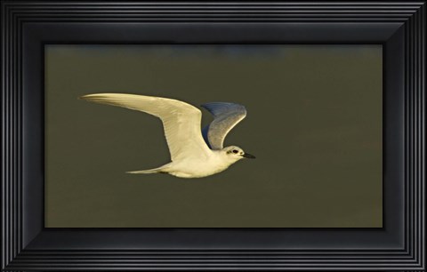Framed Close-up of a Gull-billed tern, Ngorongoro Crater, Arusha Region, Tanzania (Sterna nilotica) Print