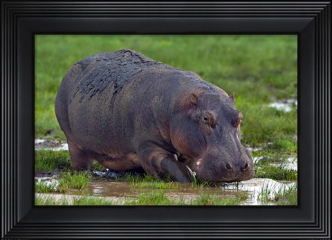 Framed Close-up of a hippopotamus, Lake Manyara, Arusha Region, Tanzania (Hippopotamus amphibius) Print
