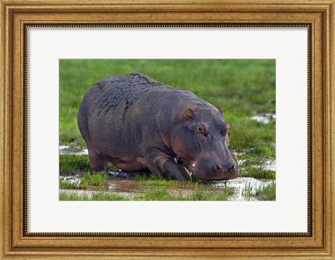 Framed Close-up of a hippopotamus, Lake Manyara, Arusha Region, Tanzania (Hippopotamus amphibius) Print