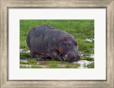 Framed Close-up of a hippopotamus, Lake Manyara, Arusha Region, Tanzania (Hippopotamus amphibius) Print