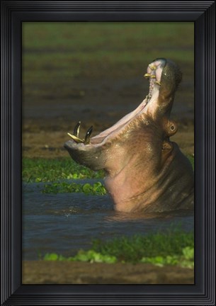 Framed Hippopotamus Yawning, Lake Manyara, Arusha Region, Tanzania Print