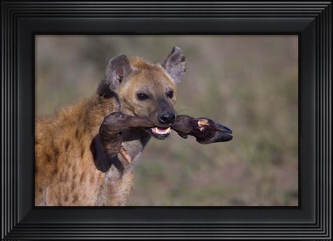 Framed Close-up of a hyena holding a wildebeest&#39;s leg, Ngorongoro Conservation Area, Arusha Region, Tanzania Print