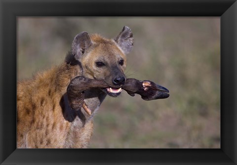 Framed Close-up of a hyena holding a wildebeest&#39;s leg, Ngorongoro Conservation Area, Arusha Region, Tanzania Print