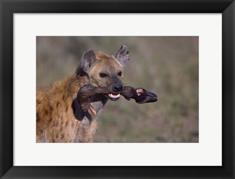Framed Close-up of a hyena holding a wildebeest&#39;s leg, Ngorongoro Conservation Area, Arusha Region, Tanzania Print