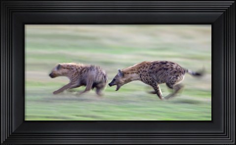 Framed Two hyenas running in a field, Ngorongoro Crater, Arusha Region, Tanzania Print