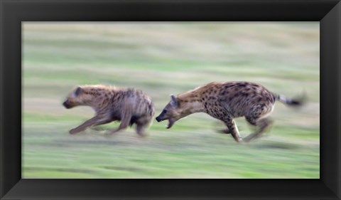 Framed Two hyenas running in a field, Ngorongoro Crater, Arusha Region, Tanzania Print