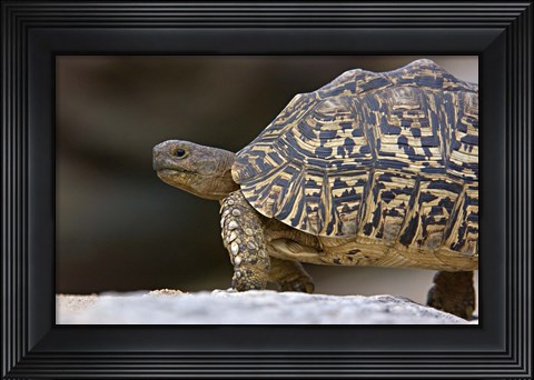 Framed Close-up of a Leopard tortoise, Tarangire National Park, Arusha Region, Tanzania (Geochelone pardalis) Print