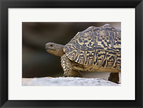 Framed Close-up of a Leopard tortoise, Tarangire National Park, Arusha Region, Tanzania (Geochelone pardalis) Print