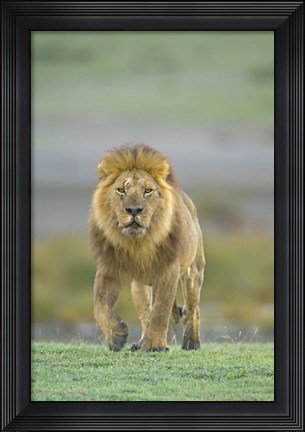 Framed Portrait of a Lion walking in a field, Ngorongoro Conservation Area, Arusha Region, Tanzania (Panthera leo) Print