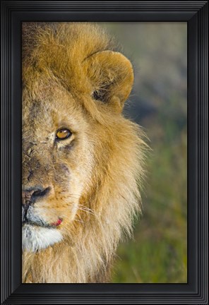 Framed Close-up of a lion, Ngorongoro Conservation Area, Arusha Region, Tanzania (Panthera leo) Print