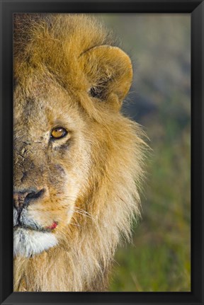 Framed Close-up of a lion, Ngorongoro Conservation Area, Arusha Region, Tanzania (Panthera leo) Print