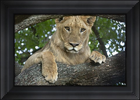 Framed Close-up of a lion, Lake Manyara, Arusha Region, Tanzania (Panthera leo) Print