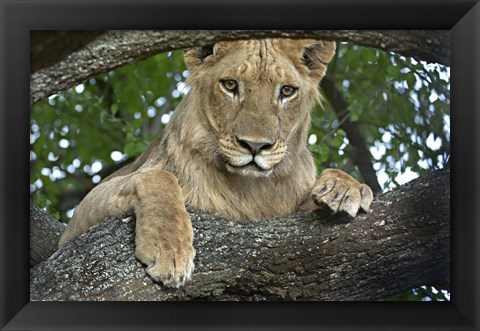 Framed Close-up of a lion, Lake Manyara, Arusha Region, Tanzania (Panthera leo) Print