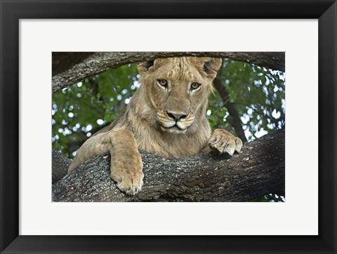 Framed Close-up of a lion, Lake Manyara, Arusha Region, Tanzania (Panthera leo) Print