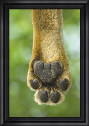 Framed Close-up of a lion's paw, Lake Manyara, Arusha Region, Tanzania (Panthera leo) Print