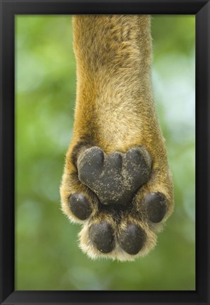 Framed Close-up of a lion&#39;s paw, Lake Manyara, Arusha Region, Tanzania (Panthera leo) Print