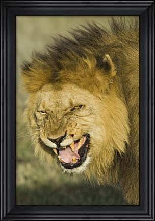 Framed Close-up of a lion snarling, Ngorongoro Conservation Area, Arusha Region, Tanzania (Panthera leo) Print