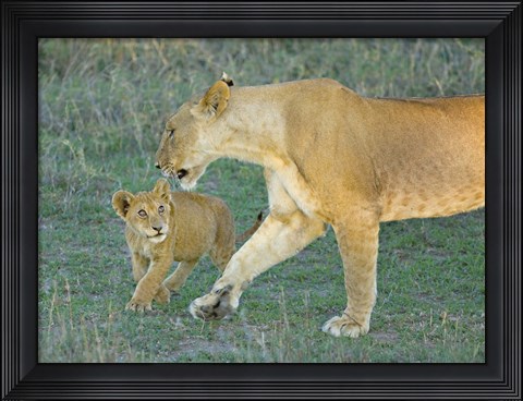 Framed Side profile of a lioness walking with its cub, Ngorongoro Conservation Area, Arusha Region, Tanzania (Panthera leo) Print