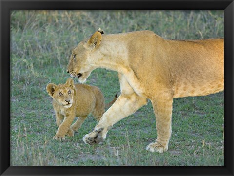 Framed Side profile of a lioness walking with its cub, Ngorongoro Conservation Area, Arusha Region, Tanzania (Panthera leo) Print