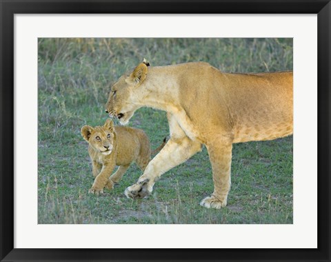 Framed Side profile of a lioness walking with its cub, Ngorongoro Conservation Area, Arusha Region, Tanzania (Panthera leo) Print