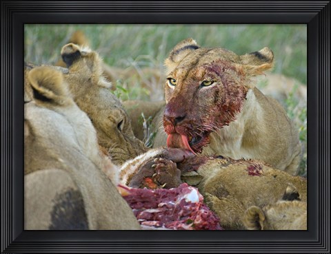 Framed Four lioness eating a kill, Ngorongoro Conservation Area, Arusha Region, Tanzania (Panthera leo) Print